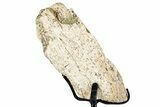 Fossil Triceratops Limb Section w/ Metal Stand - South Dakota #354353-1